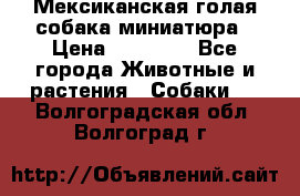 Мексиканская голая собака миниатюра › Цена ­ 53 000 - Все города Животные и растения » Собаки   . Волгоградская обл.,Волгоград г.